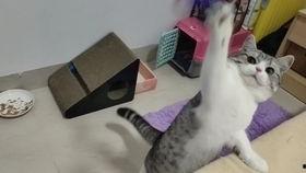 最新爆料肥猫视频,揭秘网络红猫幕后生活