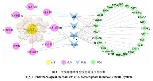 白术机制爆料最新进展,揭秘中药新功效