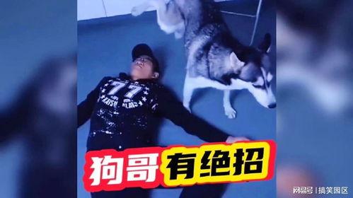 狗哥最新爆料视频在线观看,精彩瞬间不容错过！